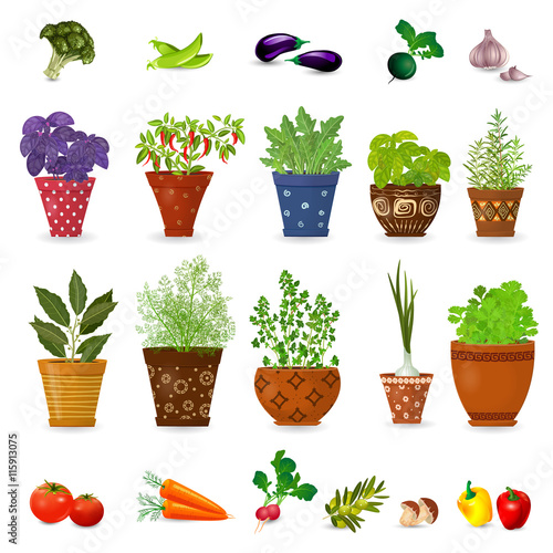 collection of different herbs in art floral pots and set of vege