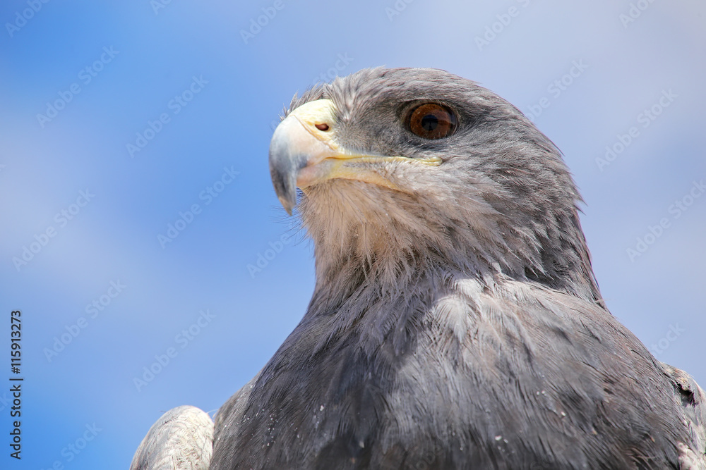 Fototapeta premium Black-chested buzzard-eagle at the market in Maca, Colca Canyon,