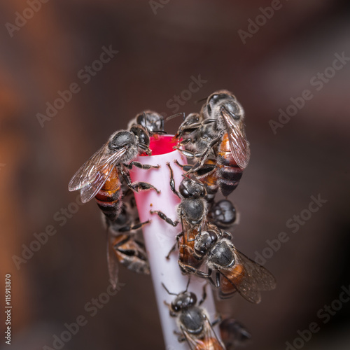 Bee on a straw