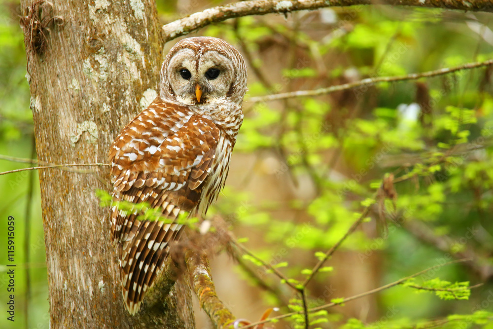 Fototapeta premium Barred owl (Strix varia) sitting on a tree