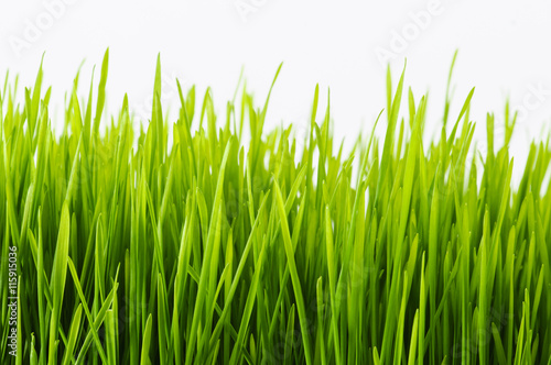 Healthy Wheatgrass