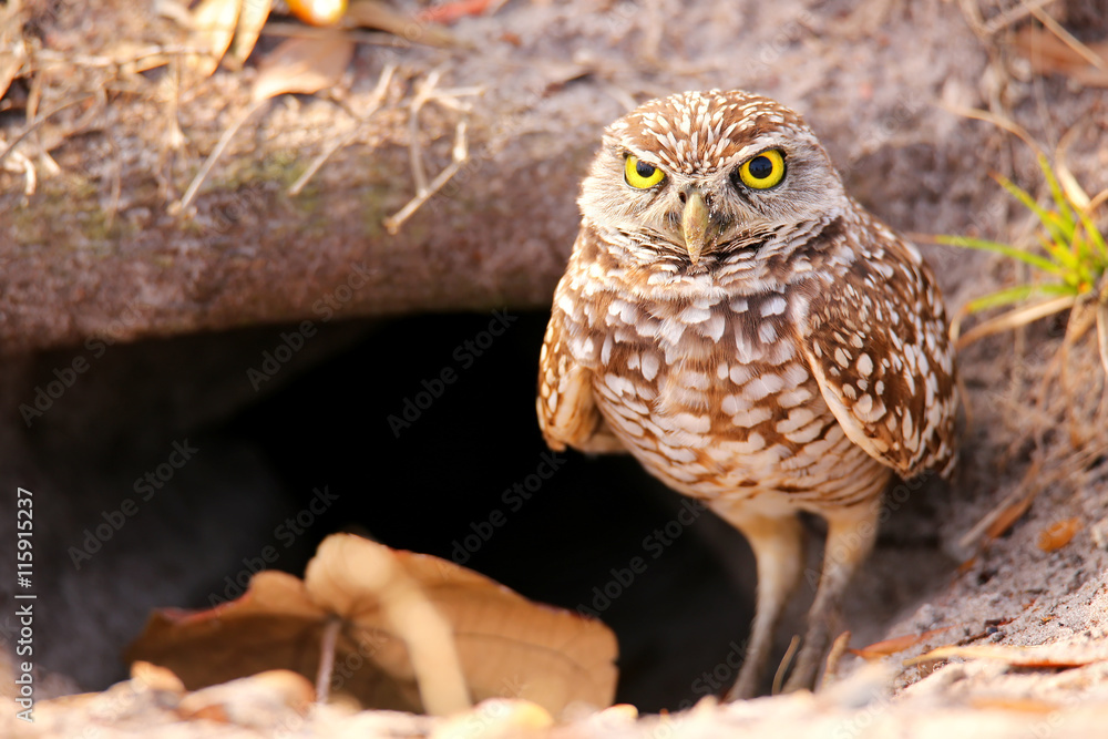 Obraz premium Burrowing Owl standing on the ground