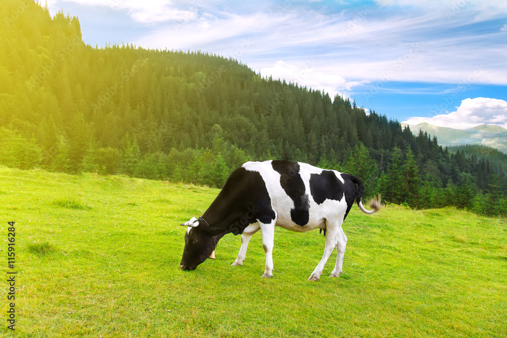 cow on meadow in the mountains cow on meadow in the mountains
