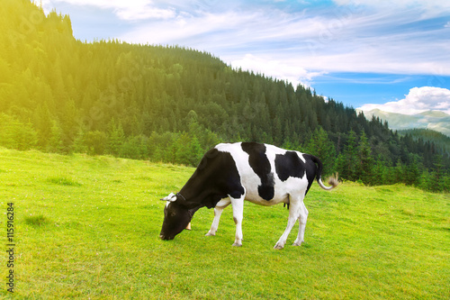 cow on meadow in the mountains
