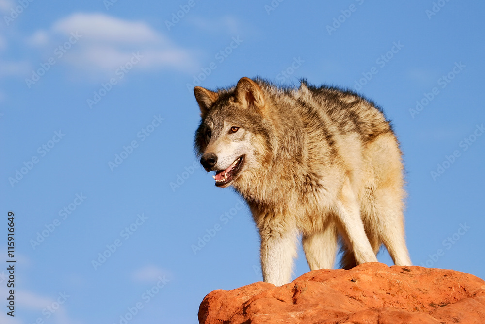 Obraz premium Gray wolf (Canis lupus)