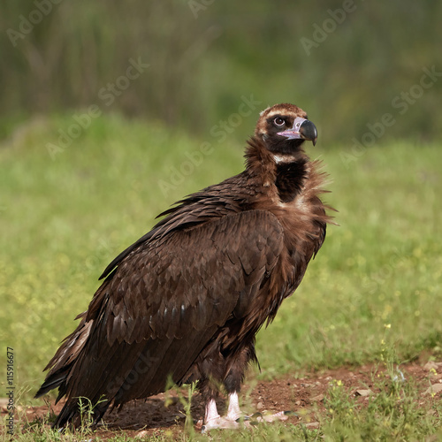 Black vulture (Aegypius monachus)