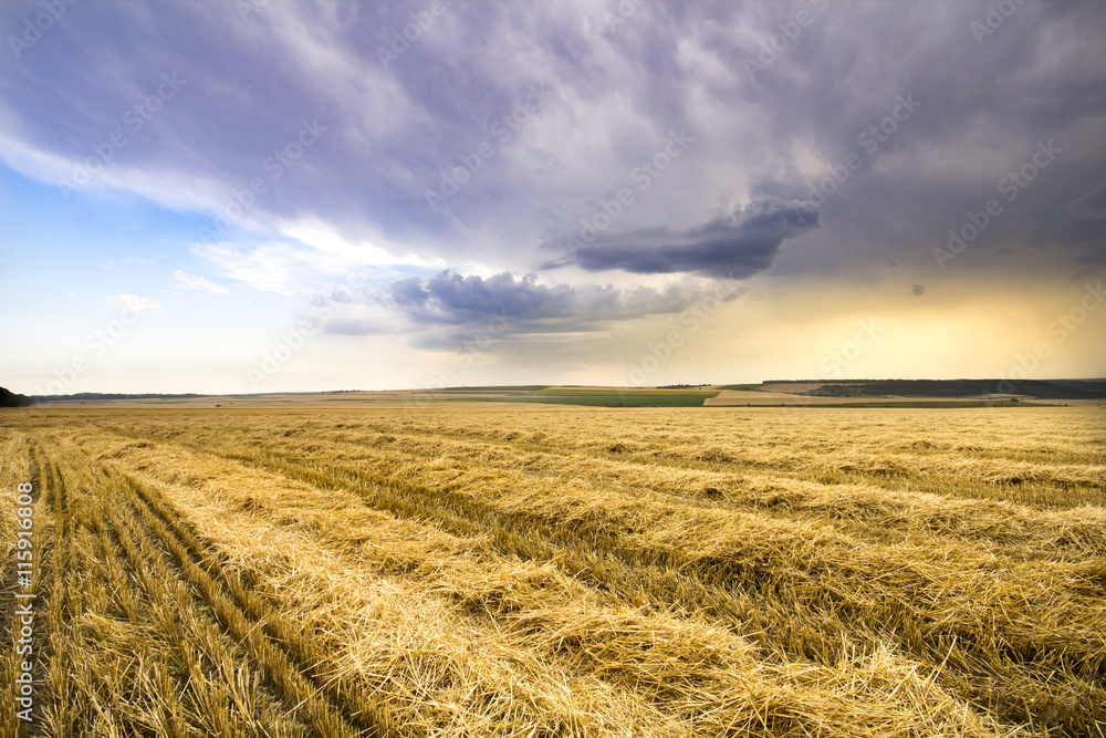 Golden wheat field with blue storm sky in background before rain