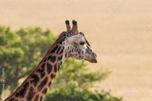 Giraffe with a oxpecker sitting on the head