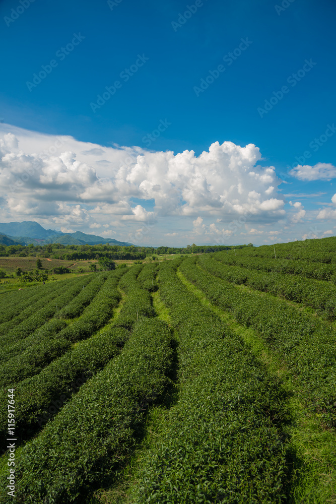 Green tea plantation farm in northern Thailand.