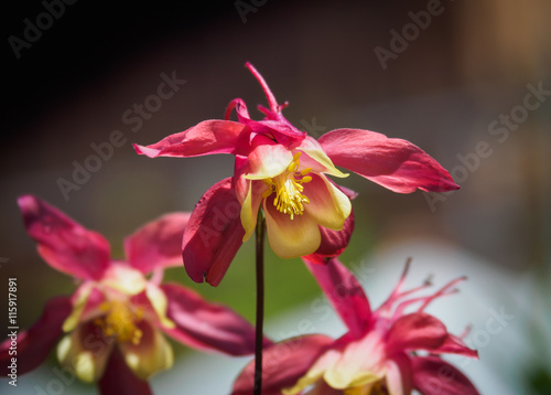Fuchsia flowers with shallow depth of field
