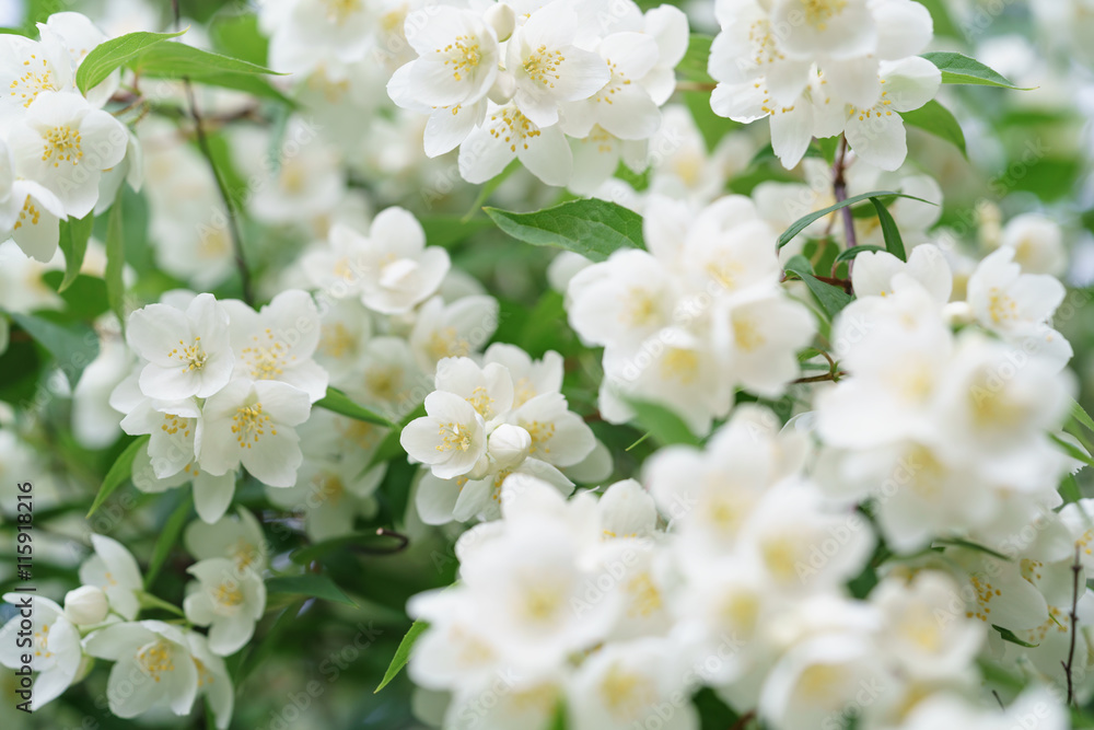 dense jasmine bush blossoming in summer day dense jasmine bush blossoming in summer day