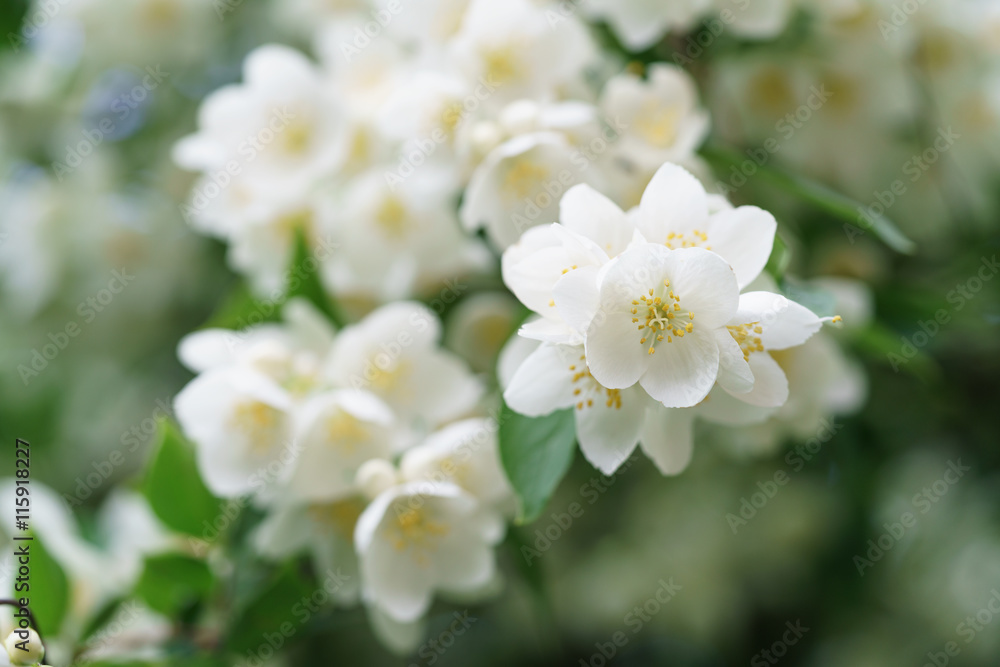 dense jasmine bush blossoming in summer day dense jasmine bush blossoming in summer day