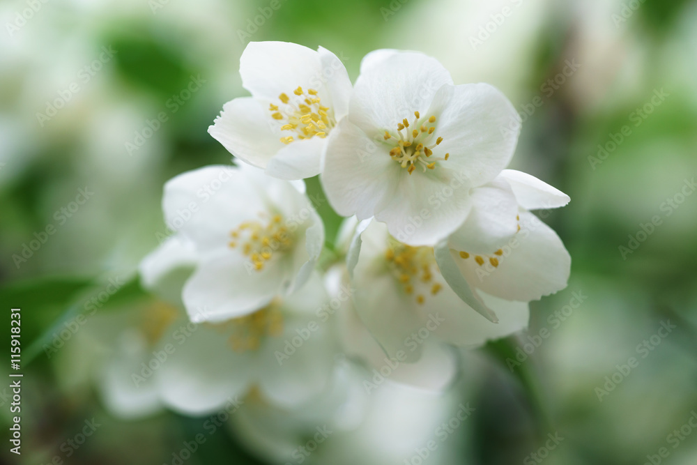 dense jasmine bush blossoming in summer day dense jasmine bush blossoming in summer day