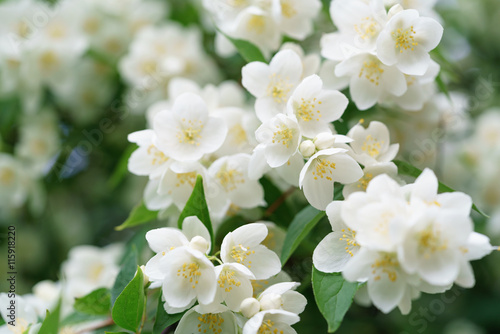 Fotografia dense jasmine bush blossoming in summer day