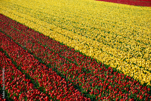 Fototapeta Naklejka Na Ścianę i Meble -  tulpen in Nederland