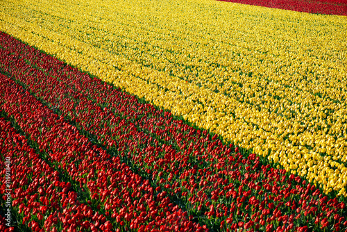 tulpen in Nederland photo