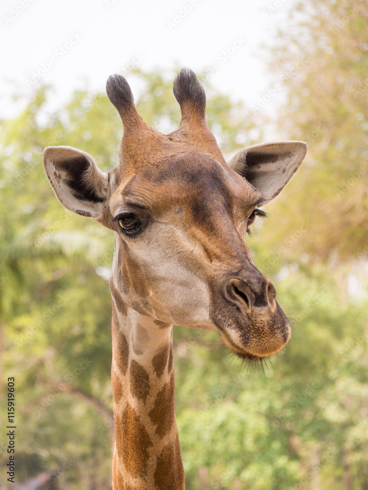 giraffe portrait