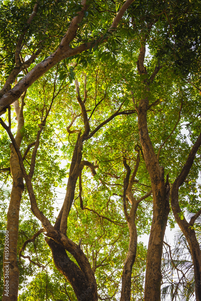 Obraz premium Lines of green trees,Thailand.