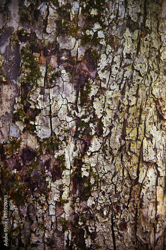 beautiful tree bork structures with moose on trunk. photo