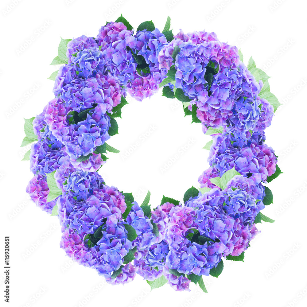 blue and violet hortensia flowers wreath isolated on white background