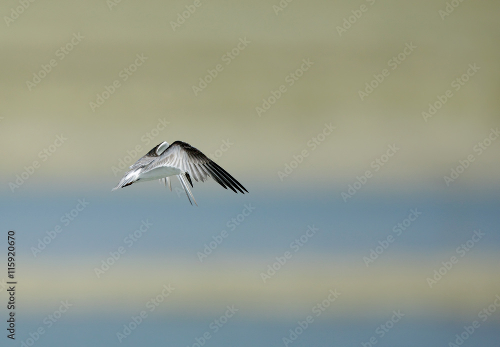 Fototapeta premium Little Tern hovering