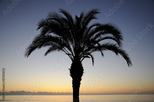 Palme in der Morgend  mmerung