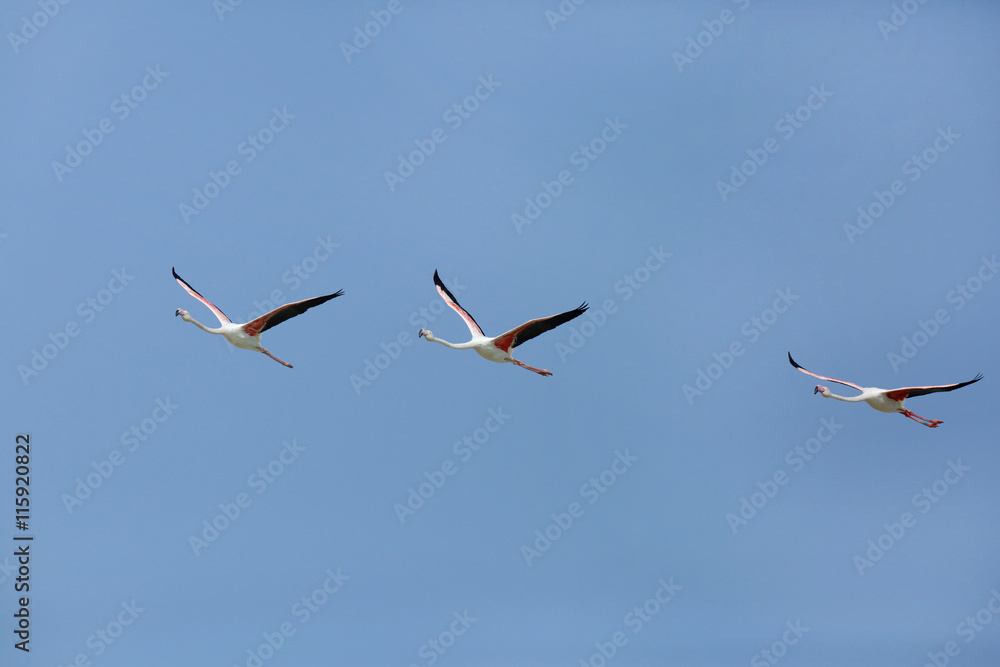 Obraz premium Greater Flamingos in flight