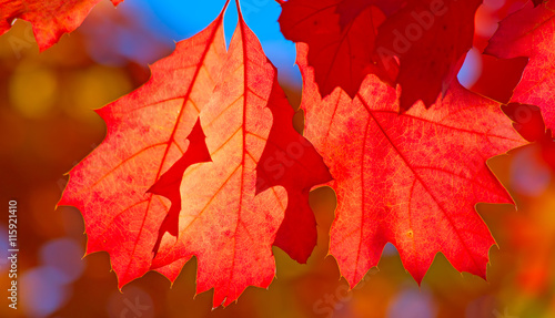 Wallpaper Mural Oak leaf Torontodigital.ca