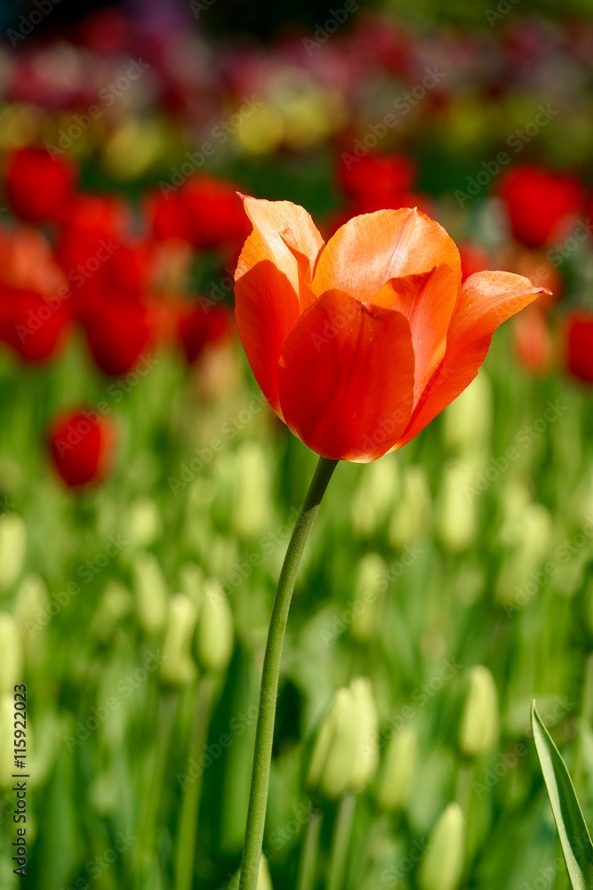 red tulip