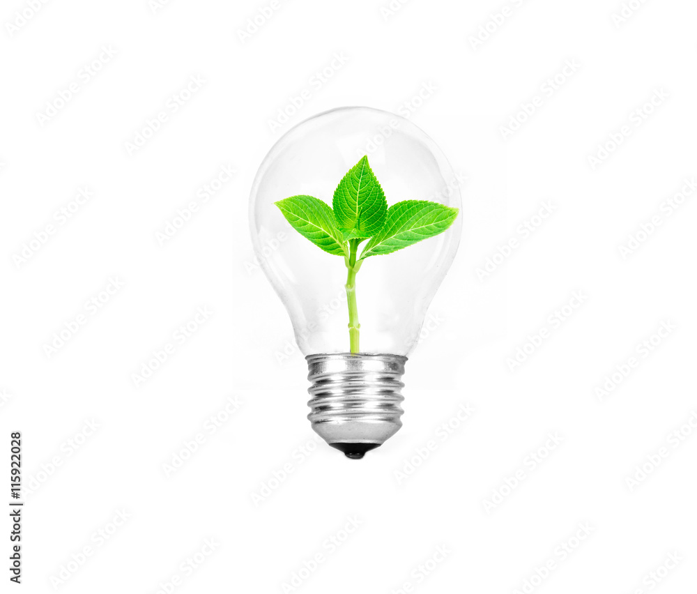 the Light bulb green tree inside isolated on white background the Light bulb green tree inside isolated on white background