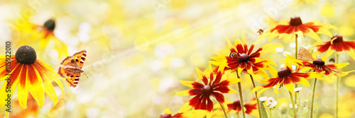 Summer, Sun, Rudbeckia, Insects photo