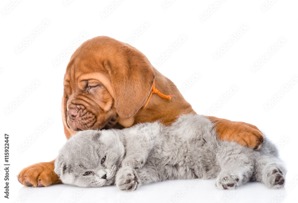 Bordeaux puppy embracing sleeping cat. isolated on white background