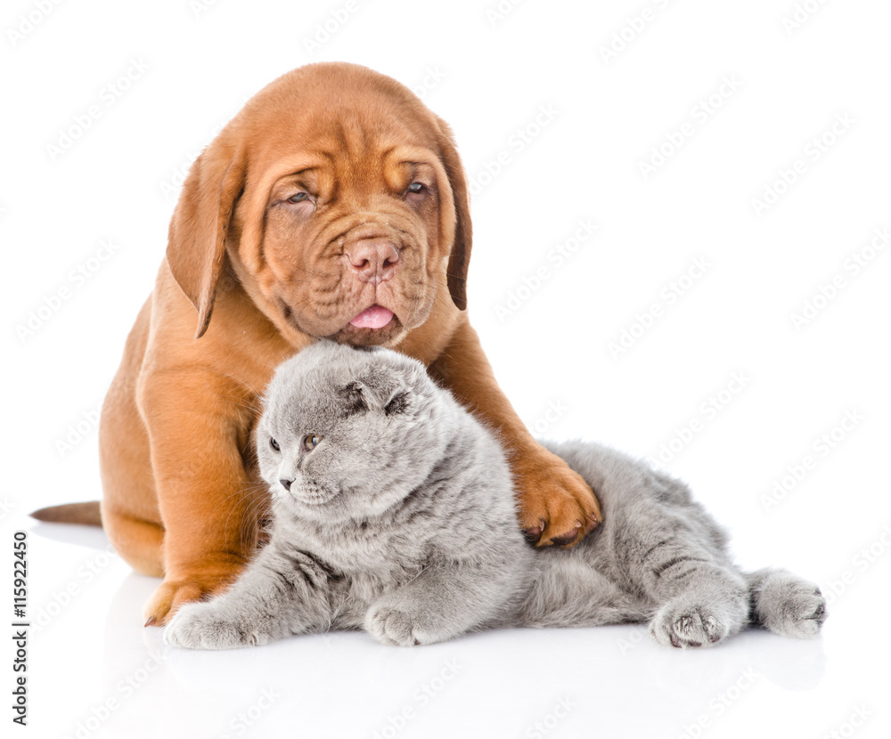 Bordeaux puppy embracing sleeping cat. isolated on white background