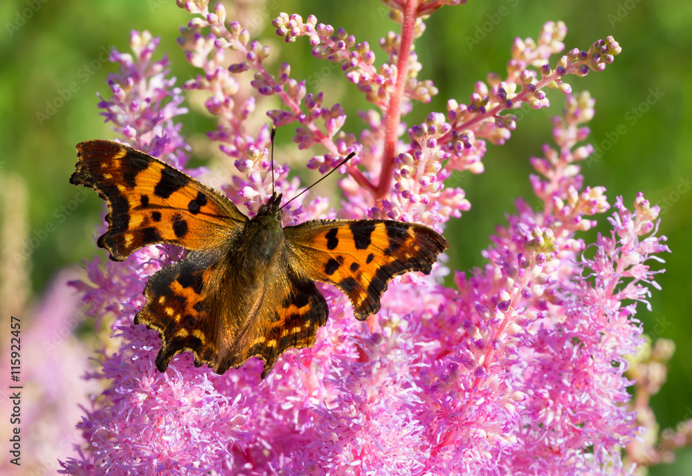 Obraz premium Коричневая бабочка на розовом цветке.