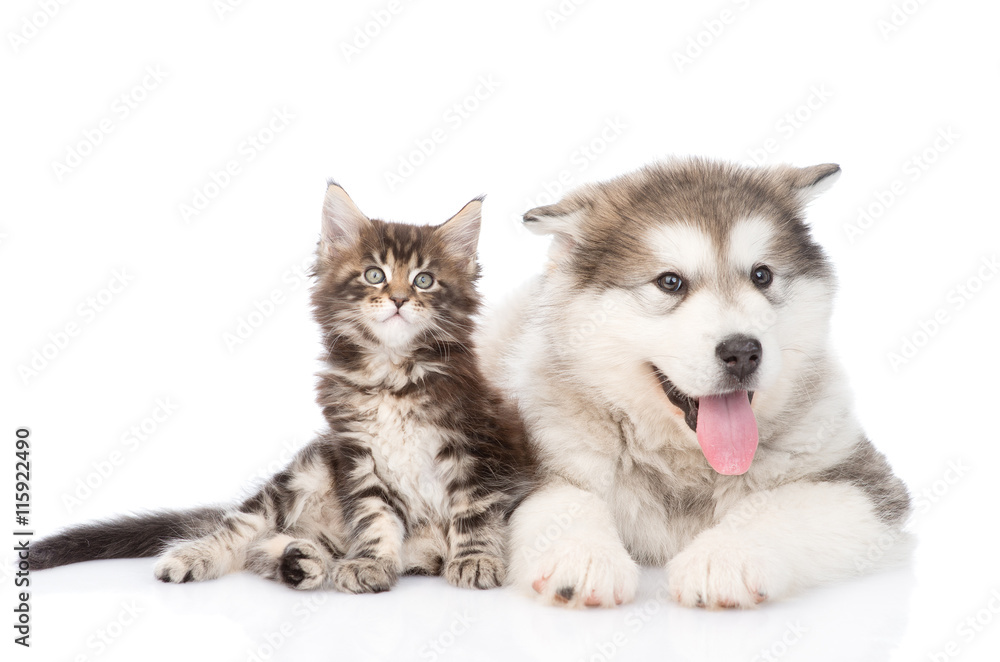 tabby kitten and alaskan malamute dog together. isolated on white