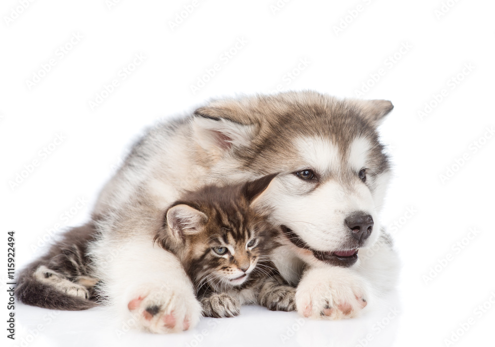 alaskan malamute puppy hugging maine coon kitten. isolated on white