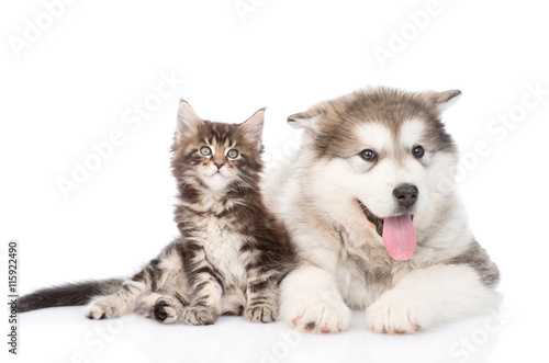 tabby kitten and alaskan malamute dog together. isolated on white