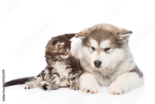 maine coon cat  and alaskan malamute dog together. isolated on white