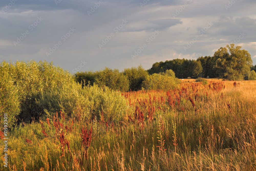 Obraz premium Green meadow under blue sky with clouds and forest in distance. Beautiful landscape image.