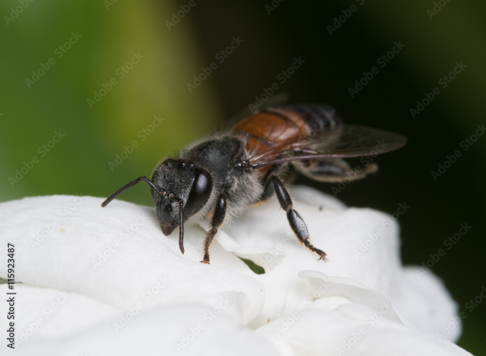 Honey bee and white flower.
Honey bee and white flower.
