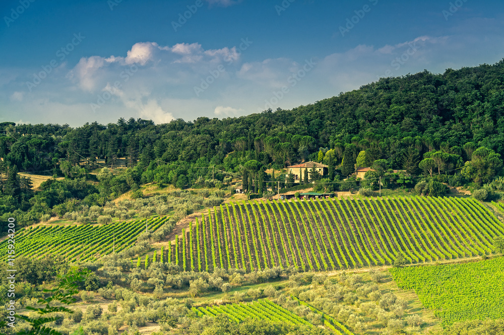 Chianti vineyard