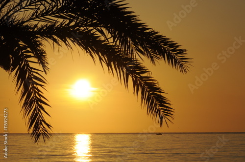 Palme bei Sonnenaufgang © Fotolyse