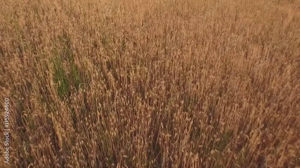 Fly Over Wheat Field At Sunshine - Sunset. Bird Eye View Fly Over Wheat Field At Sunshine - Sunset. Bird Eye View