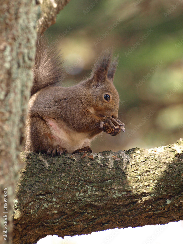 Fototapeta premium 栄養補給する子育て中の母リス