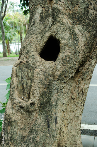 Tree hollow. Hole in Trunk of Tree