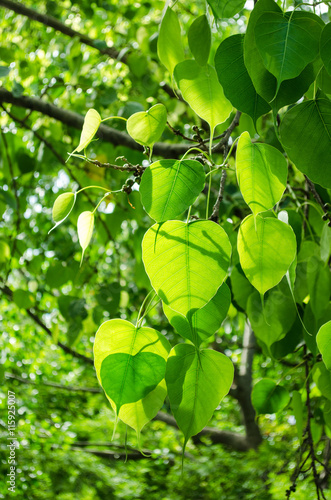 Bodhi or Peepal Leaf from the Bodhi tree with sunlight