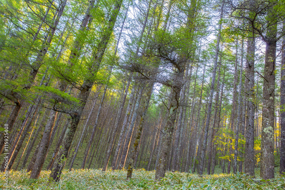 Fototapeta premium Piękny zielony las sosnowy w wiosenny poranek
