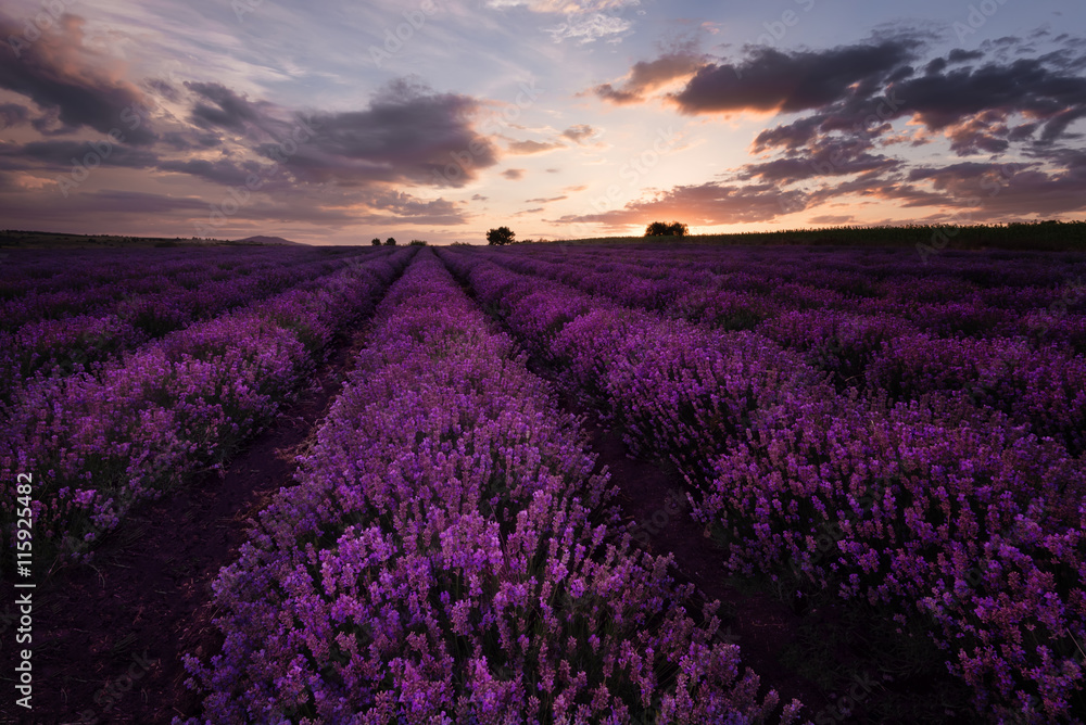 Sunset at lavender field near Burgas city, Bulgaria