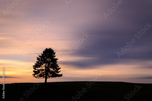 Die Silhouette eines Baumes
