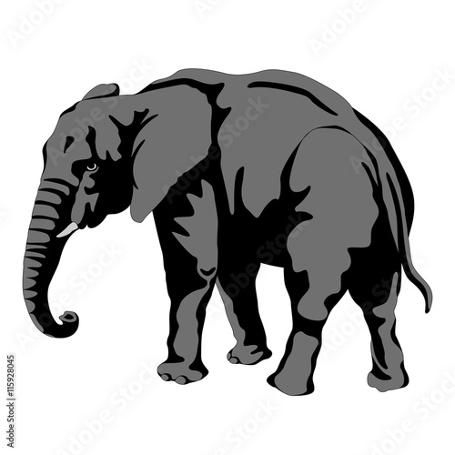 adult male elephant vector illustration  © smaliars